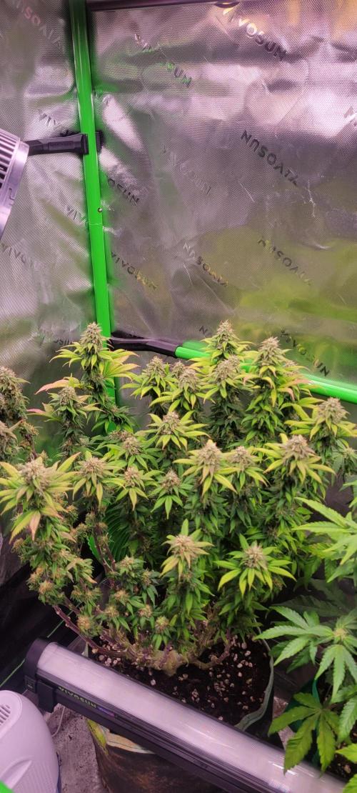 Chem Funk. Week 17