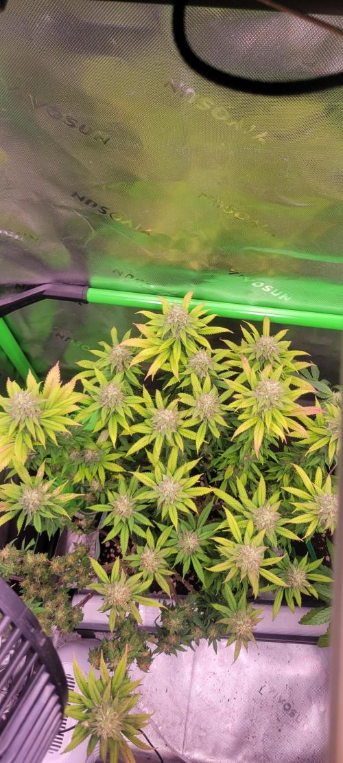 Chem Funk. Week 17