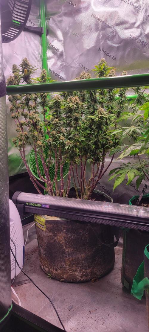 Chem Funk. Week 17
