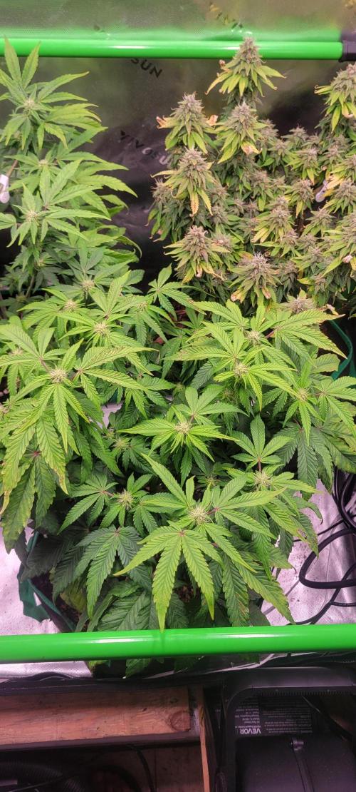 Gary Sherbet. Week 8