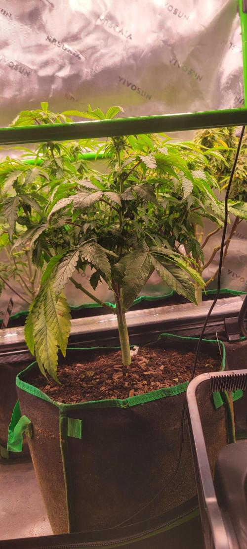 Gary Sherbet. Week 8