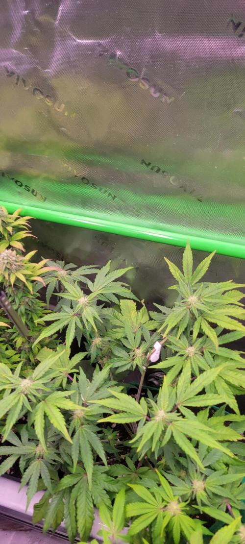 Gary Sherbet. Week 8