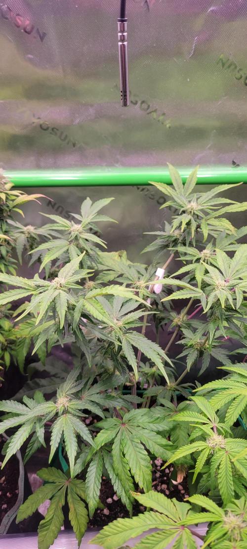 Gary Sherbet. Week 8