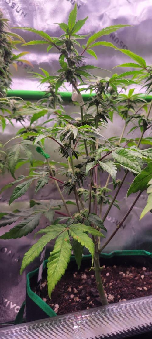 Gary Sherbet. Week 8