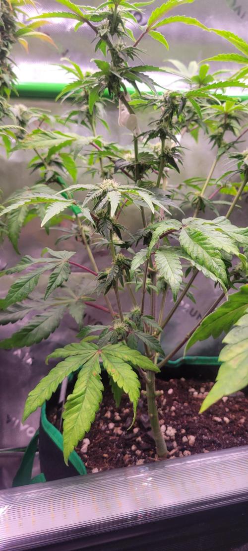 Gary Sherbet. Week 8