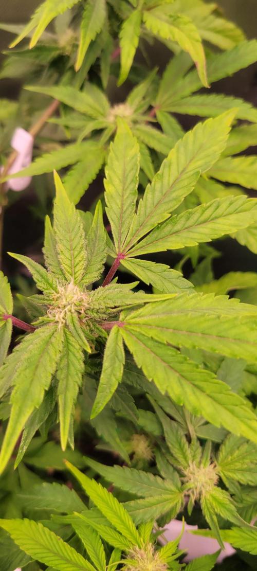 Gary Sherbet. Week 8