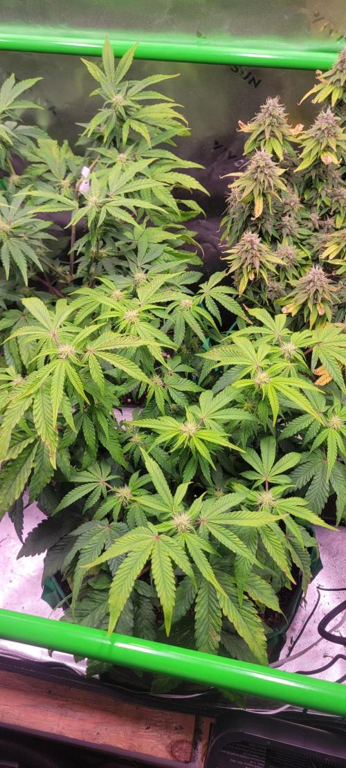 Z42 #2. Week 8