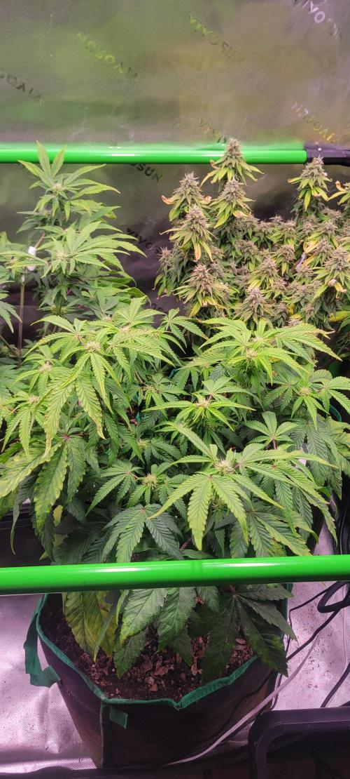 Z42 #2. Week 8