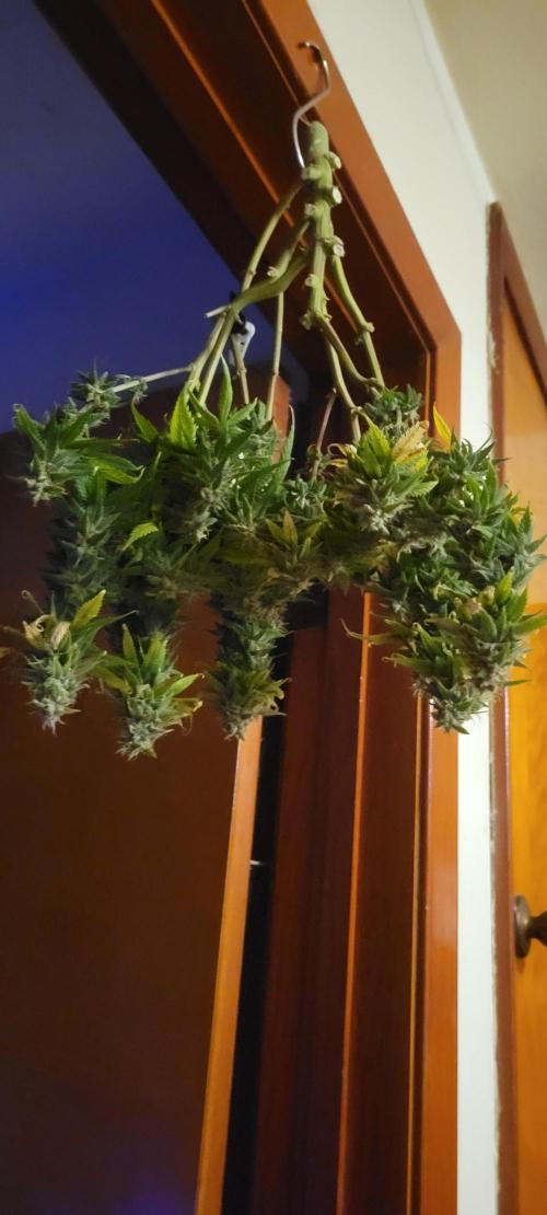 Purple Lemonade FF. Week 12