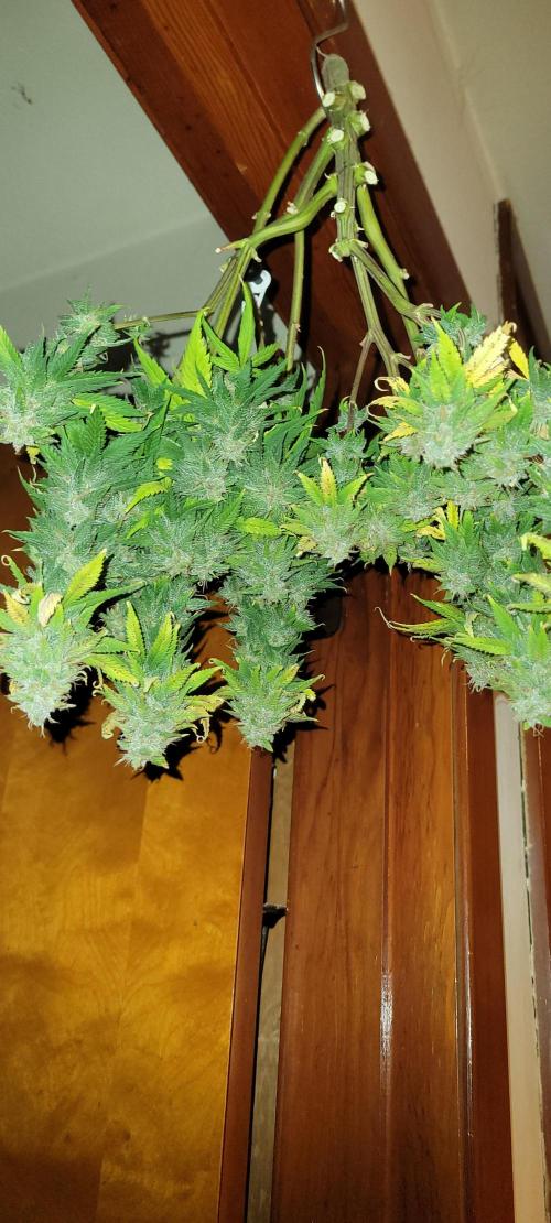 Purple Lemonade FF. Week 12