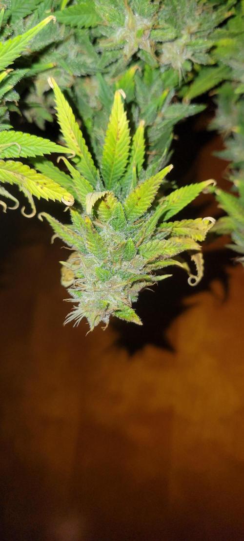 Purple Lemonade FF. Week 12