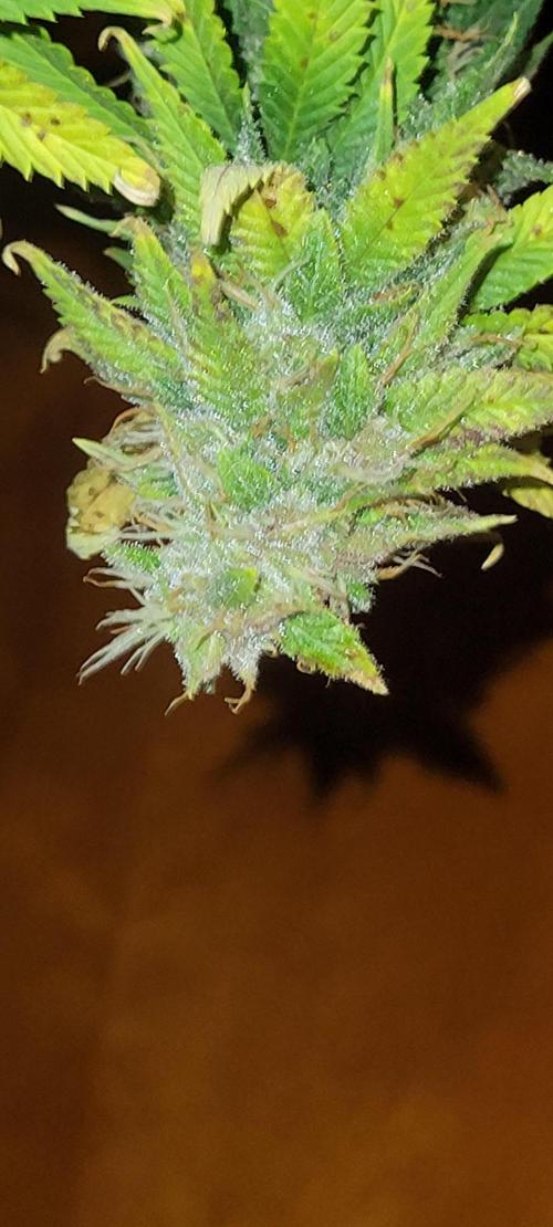 Purple Lemonade FF. Week 12