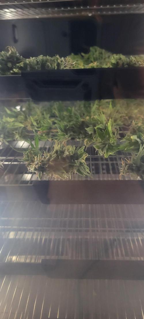 Purple Lemonade FF. Week 12