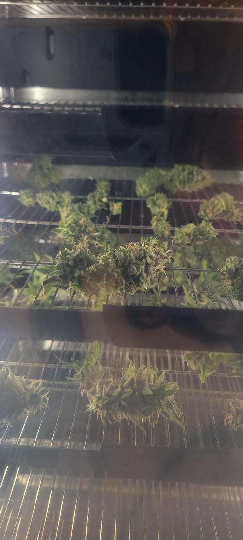 Purple Lemonade FF. Week 12