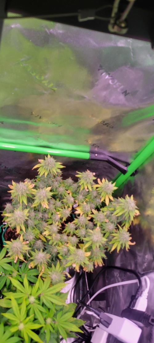 Purple Lemonade FF. Week 12