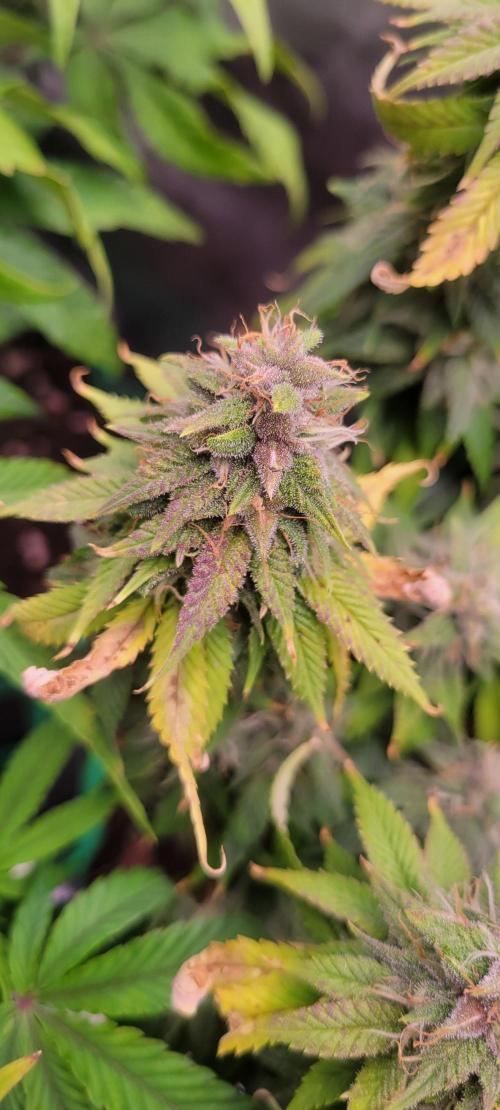 Purple Lemonade FF. Week 12