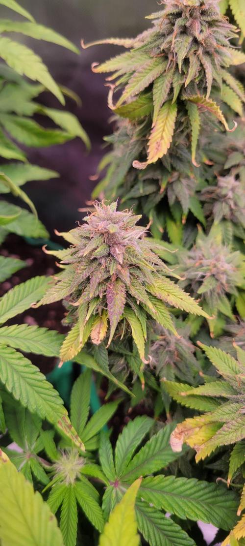 Purple Lemonade FF. Week 12