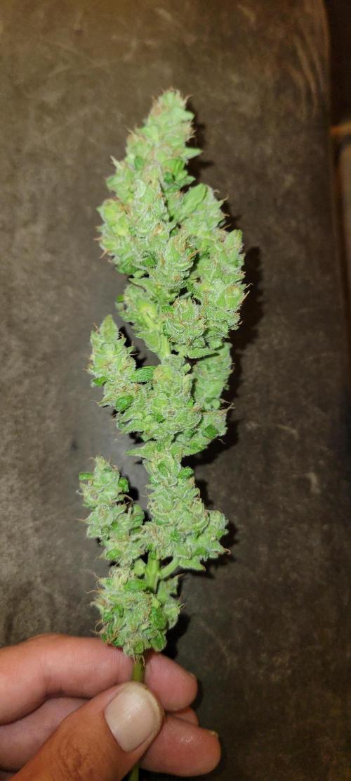 Lemon Cherry Sundae. Week 9