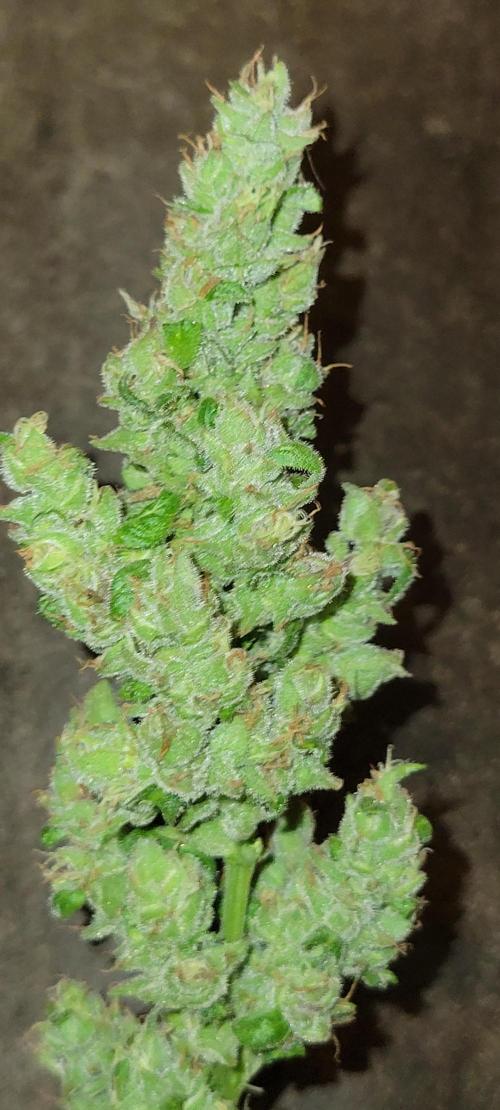 Lemon Cherry Sundae. Week 9