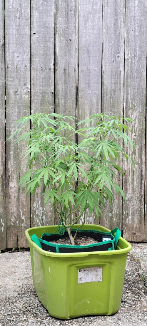 Z42 FB. Week 12