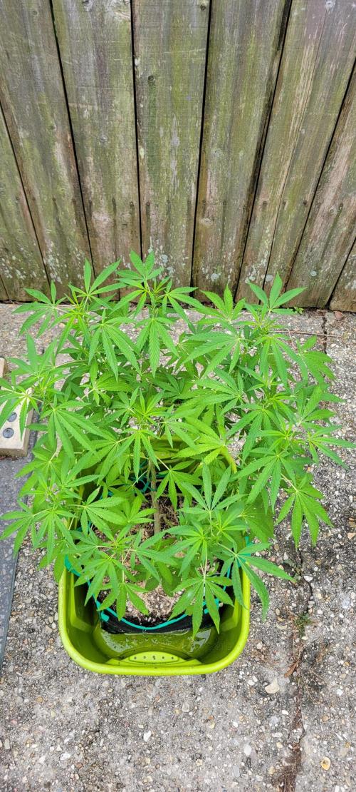 Z42 FB. Week 12