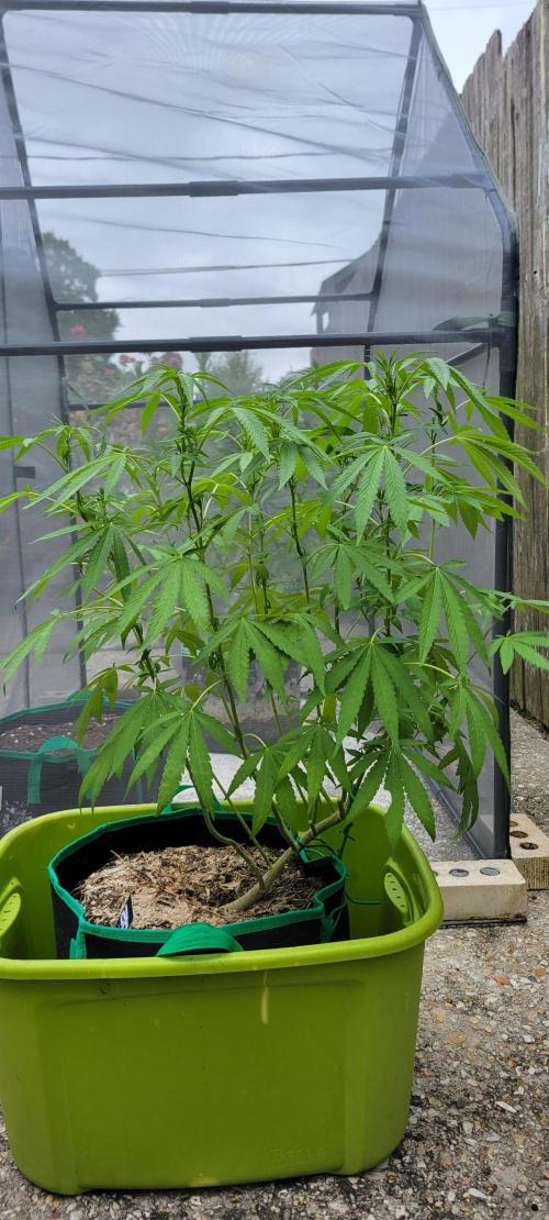 Z42 FB. Week 12