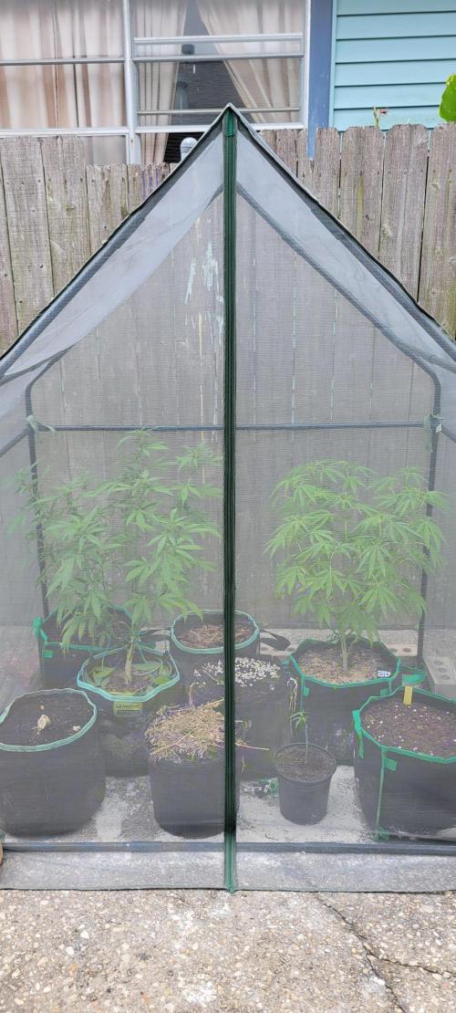 Z42. Week 12