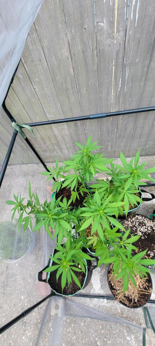 Chem Funk Clone. Week 9