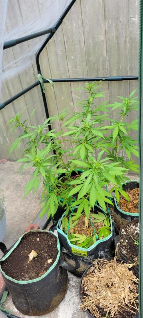 Chem Funk Clone. Week 9