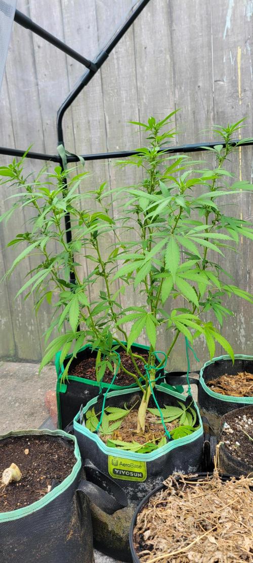 Chem Funk Clone. Week 9