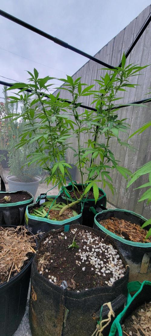Chem Funk Clone. Week 9