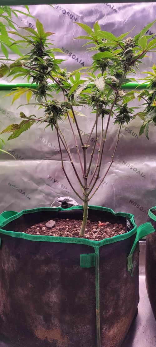 Gary Sherbet. Week 9