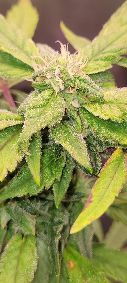 Gary Sherbet. Week 9