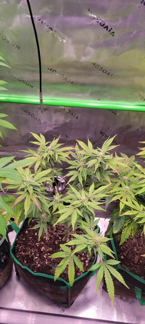 Gary Sherbet. Week 9