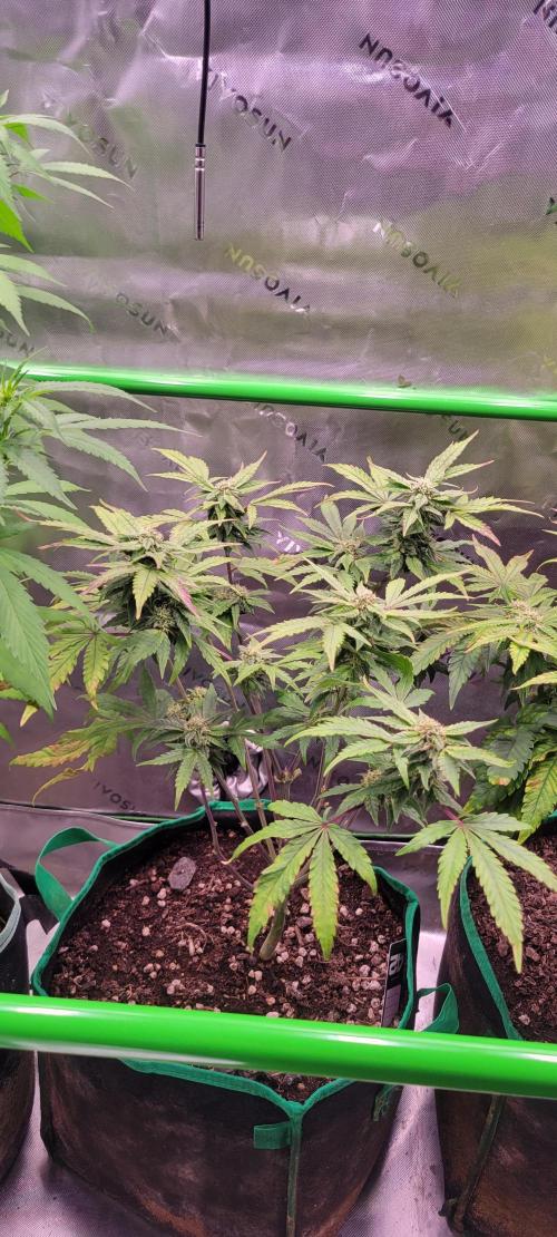 Gary Sherbet. Week 9