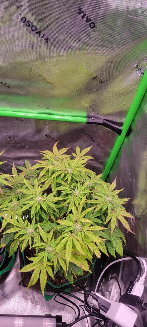 Z42 #2. Week 9