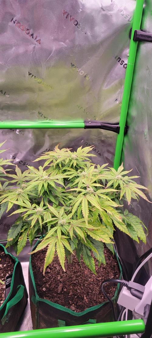 Z42 #2. Week 9