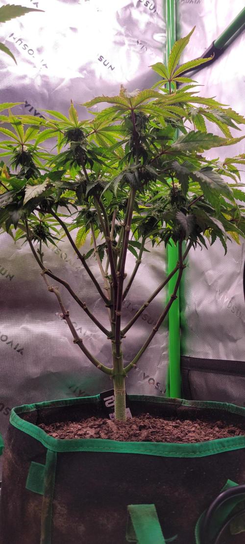 Z42 #2. Week 9