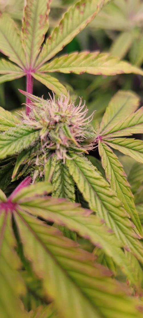 Z42 #2. Week 9
