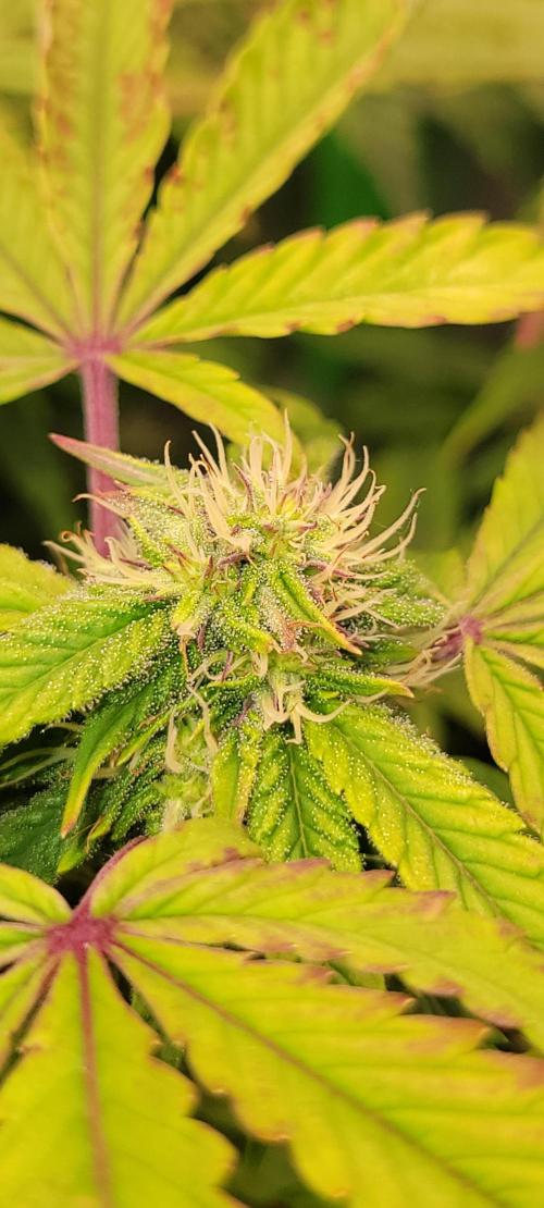 Z42 #2. Week 9