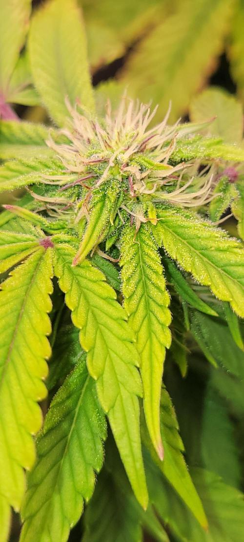 Z42 #2. Week 9