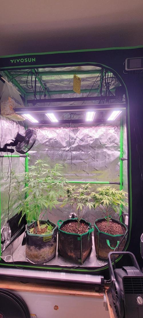 Z42 #2. Week 9