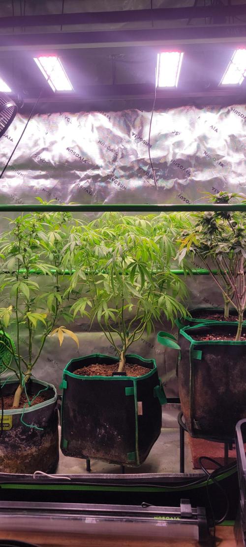 Chem Funk Clone. Week 10