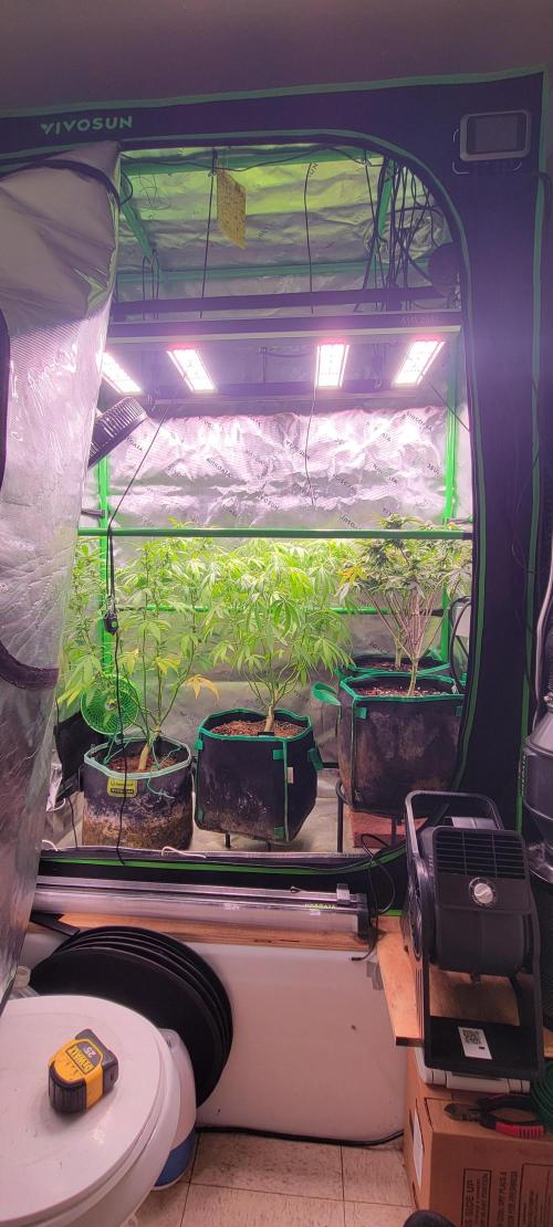 Chem Funk Clone. Week 10