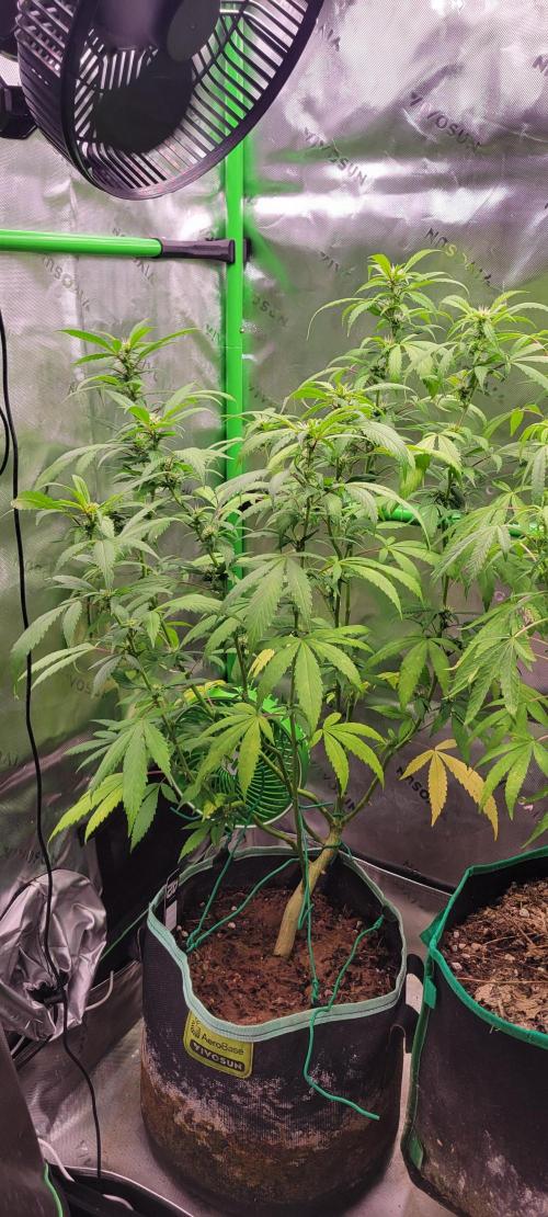 Chem Funk Clone. Week 10