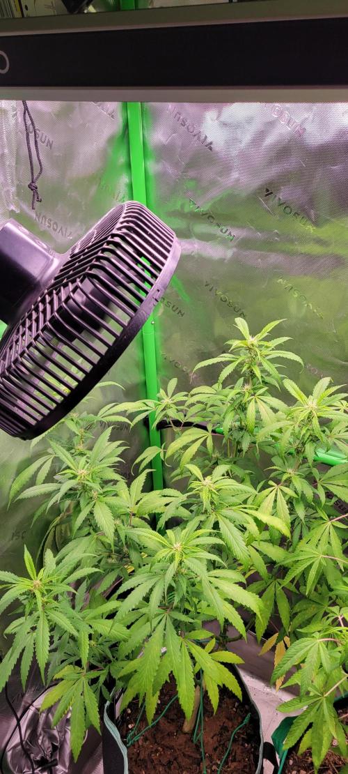 Chem Funk Clone. Week 10