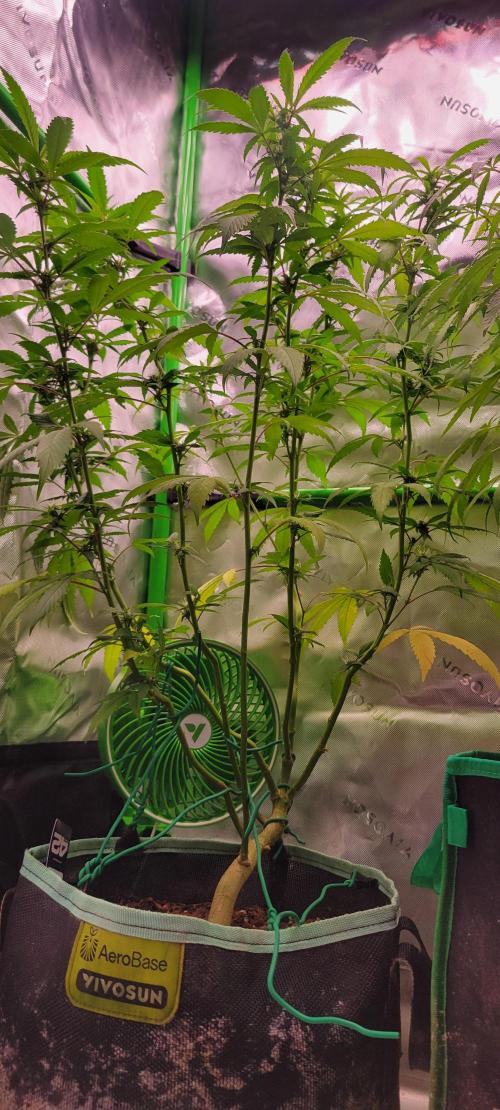 Chem Funk Clone. Week 10