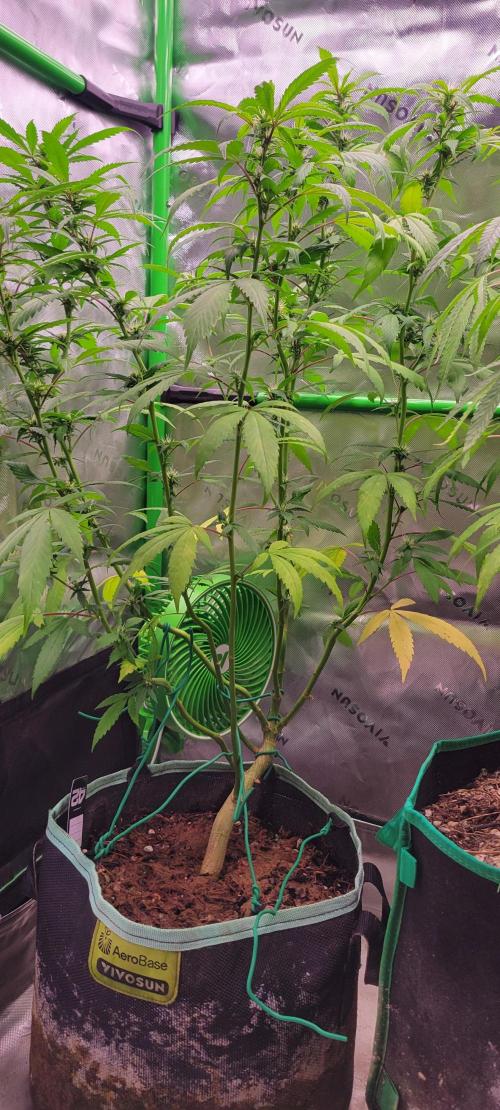 Chem Funk Clone. Week 10