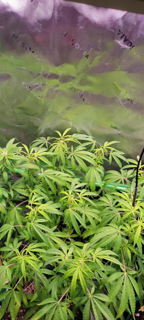 Chem Funk Clone. Week 10