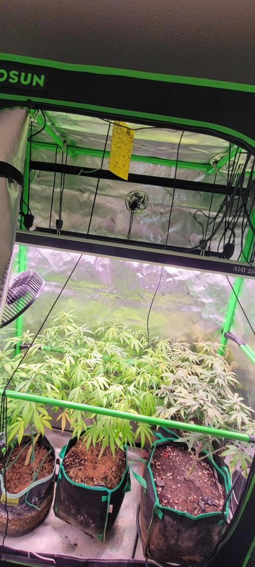 Z42 #2. Week 10